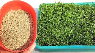 So easy  Grow ajwain  Joan faster from seeds  Grow plants at home [upl. by Redd296]