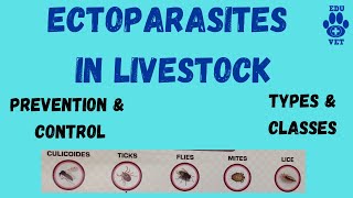 Ectoparasites in Livestock [upl. by Pentha]