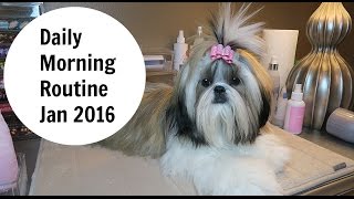 Daily Dog Grooming Routine for Shih Tzu [upl. by Noived919]