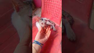 ✨Chandaniya lori lori song🥰😘 youtube cutevideocatcutecutebabystatusvideo trending cutecat ❤️ [upl. by Lihas133]