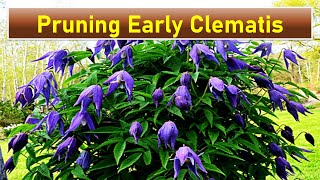 Pruning Early Flowering Clematis  type 1  Clematis alpina [upl. by Sutelc]