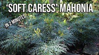 ‘Soft Caress’ Mahonia in 2 Minutes  Flowering Shade Evergreen [upl. by Hakilam608]