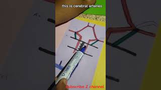 Arteries that form Circle of Willis in the brain shortvideo circleofwillis brainartery viral [upl. by Desdamonna956]