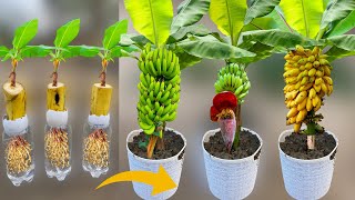 How To Grow Banana Trees From Banana Fruit  Growing Banana Plant From Banana Fruit Lot Of Fruits [upl. by Ayiotal]