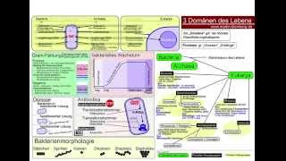 3 Domänen des Lebens  Protisten [upl. by Alleiram]