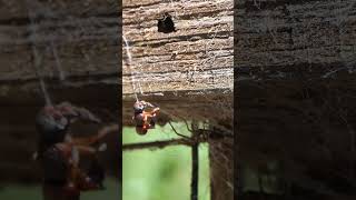 Red and Black Mason Wasp escapes Spider [upl. by Franciscka]