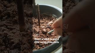 Benefits of using fertilizer sticks for indoor plants npk garden short [upl. by Yarezed]