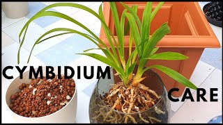 Cymbidium Treatment Day  Bringing Outdoor Orchids Inside Spider Mite Treatment amp SemiHydro Update [upl. by Llenart431]