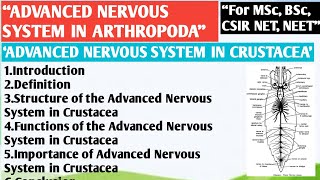 Advanced Nervous system in Arthropoda  Advanced Nervous system in Crustacea  Nervous system [upl. by Ycniuqal]