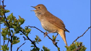 Ultimate Nightingale Birdsong For 4 Hours Of Relaxation [upl. by Assila266]