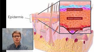 Integumentary System [upl. by Ttocs]