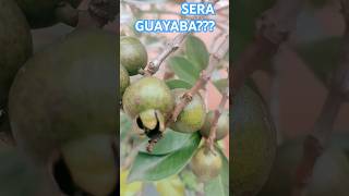 SERA GUAYABA guayabitos guayaba [upl. by Willey]