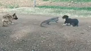 Lagarto teiu gigante vs dois cachorros [upl. by Rehpotsrihc498]