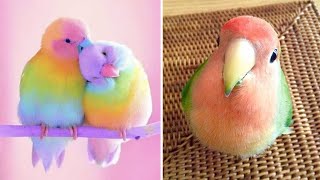 Smart And Funny Parrots Parrot Talking Videos Compilation 2024  Cute Birds 17 [upl. by Thgirw]