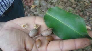 Bakul Mimusops elengi  Medicinal Uses Ayurveda Details [upl. by Arutak329]