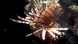 Lionfish Feeding [upl. by Aranaj]