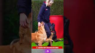 🤡🤡🤡🤡Malinois training dog malinois becgiegermanshepherd chó pets dog [upl. by Ayotl]