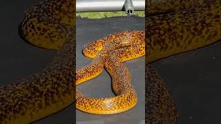 A SERPENTE MAIS TEMIDA DA ÁFRICA shorts viral [upl. by Airotal]