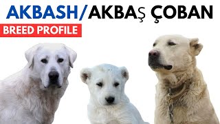 Akbash Dog Breed Profile History  Price  Traits  Akbash Dog Grooming Needs  Lifespan [upl. by Norrat]