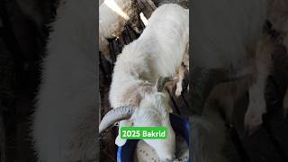 2025 Bakrid pilersheepmarket bakridsheep bakridspecial bakrid2025 [upl. by Seften]