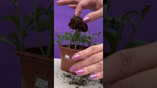 Bolchrysant stekken gardening garden cuttingskills [upl. by Micah501]