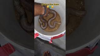 Rescue Red Sand Boa Snake 🐍😲 shorts snake rescue [upl. by Areik]