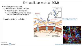 Extracellular matrix [upl. by Wearing447]