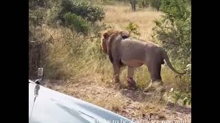 Ncila Tintswalo Male Lion in Perfect Shape  15 March 2024 [upl. by Ninazan]