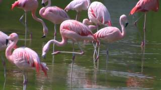 Chilean Flamingo Phoenicopterus chilensis  ChileFlamingos [upl. by Enneite880]