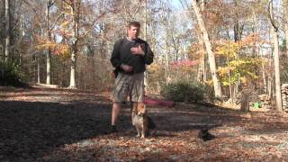 Hunter  Beagle Puppy Training  Clemmons NC [upl. by Daune]