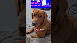 Golden Retrievers HILARIOUS Reaction to Vet Visit [upl. by Ert]