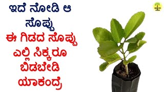 ಕಾಡು ಬಸಳೆ ಸೊಪ್ಪಿನ ಉಪಯೋಗಗಳು  Kadu Basale Soppu uses in Kannada [upl. by Amek977]