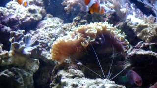 Pauls Red Sea Max 130d 1st Update [upl. by Leroy577]