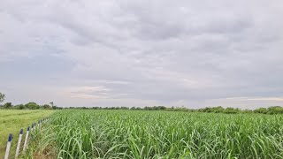 NH 9 lacks acre 42 AC land forsale agriculture investment commercial  karnataka 9640041044 [upl. by Ketti42]