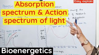 Absorption spectrum And Action spectrum of Light in photosynthesis class 11 [upl. by Milburr399]