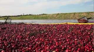 Cranberries La Cosecha Rosa [upl. by Yvaht]