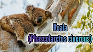 Koalas Los Maestros del Sueño y la Vida en los Árboles [upl. by Irihs856]