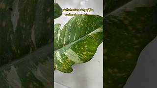 The Ultimate Guide to Philodendron Ring of Fire Care [upl. by Cyrie]