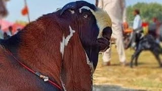 Sahiwal Bakra Tv is live Sahiwal Bakra Mandi Update [upl. by Eula435]