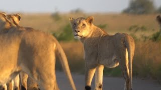 quotAMBUSHEDquot BY WILD LIONS IN KRUGER NATIONAL PARK including one who tries to bite car tire [upl. by Atihana]