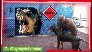 Doberman Pinscher Protection Training  Bruce The Doberman [upl. by Aikat]