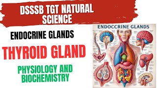 Thyroid gland Physiology and Biochemistry for DSSSB TGT NATURAL SCIENCE thyroidgland [upl. by Halak907]