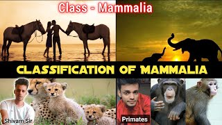 Lecture 12  Classification Of Class Mammalia  Prototheria amp Theria  Eutheria and Metatheria 🐒 [upl. by Yeldar]