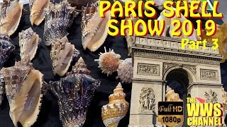 Thousands of seashells  Paris Shell Show 2019 France Sea shell Collection Part 3 [upl. by Valina]