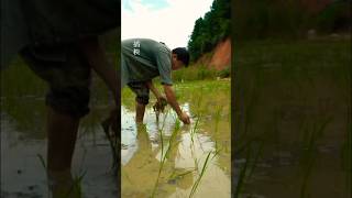 Thats how we grow rice in our Chinese village rice ricefarming chineserice ytshorts [upl. by Armington]