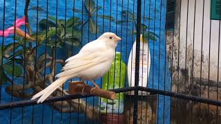 Canary training song The best canary song for your a young canary [upl. by Budd]