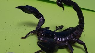 CEctoS Asian Forest Scorpion Molting [upl. by Bostow]