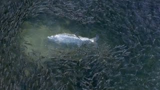 Epic Drone Footage of the Florida Mullet Run  4K [upl. by Eirffej93]