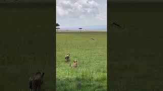 Tanzania Safari Adventure Holiday [upl. by Aseeram]