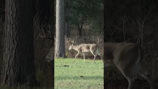 Hunting Whitetail Deer in Alabama [upl. by Assyl866]